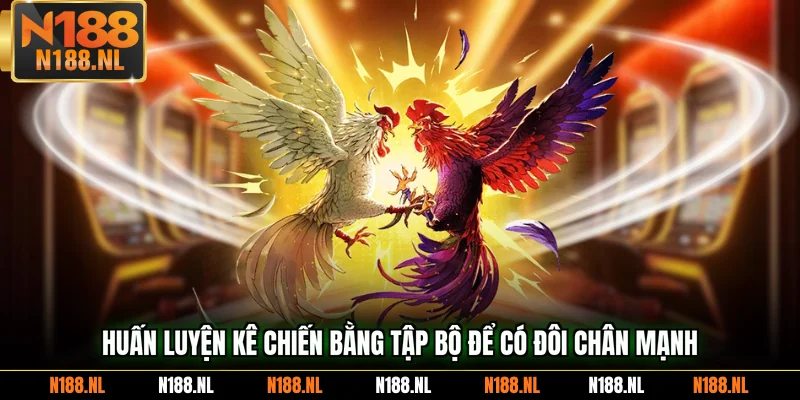 Huấn luyện kê chiến bằng tập bộ để có đôi chân mạnh