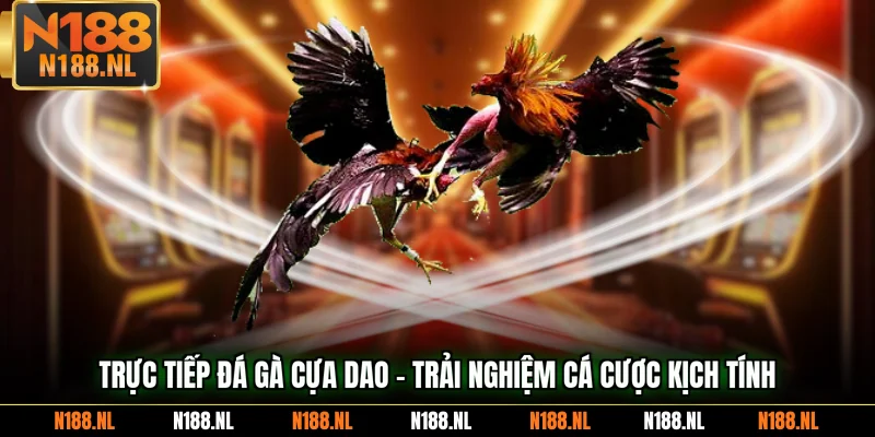 Trực tiếp đá gà cựa dao